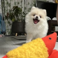 シュガー
