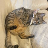 なんぶけ