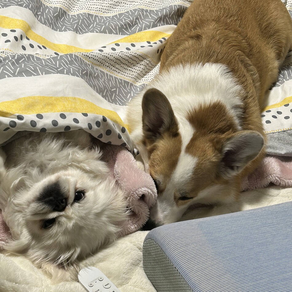 パンのカバー写真