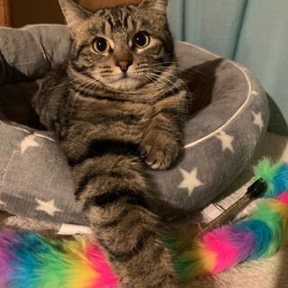 まんまるお顔とキュートな瞳　パリスちゃん