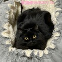 ふわふわ・ふさふさ・ゴージャス　リラちゃん