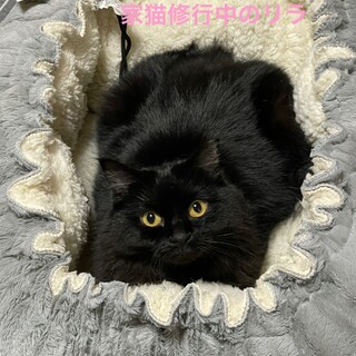 ふわふわ・ふさふさ・ゴージャス　リラちゃん