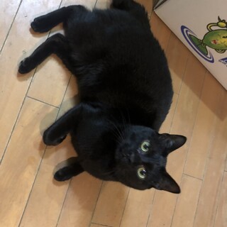 ボブテイル黒猫人間大好きストーカー猫1歳