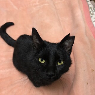 小柄な超甘えん坊のひざのり　くろちゃん女の子６か月