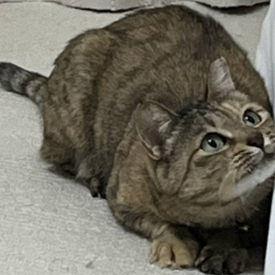 サビちゃんのカバー写真