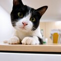 マロちゃん