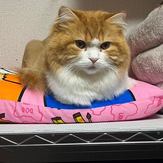 温厚なスコティッシュ