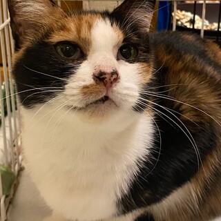 1歳くらいの三毛猫