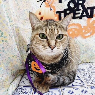 【2/12東日本橋】穏やかな女の子♥️あおばちゃん