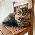 ふわふわ毛長のキジ　おっとりで甘えん坊さん✨