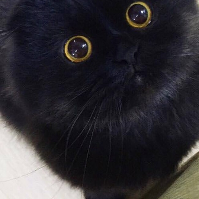 たまのじのカバー写真