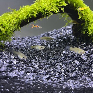 エンドラーズ メス ５匹　