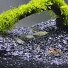 エンドラーズ メス ５匹　 サムネイル6