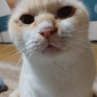 新しく家族になってくださる方を探しています