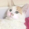 nekoomimii