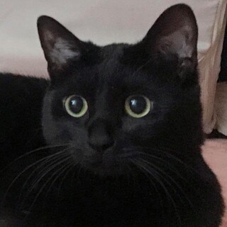 甘えん坊黒猫のボクジュー♪