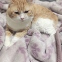 人馴れ抜群、超甘えん坊もちぷよ君