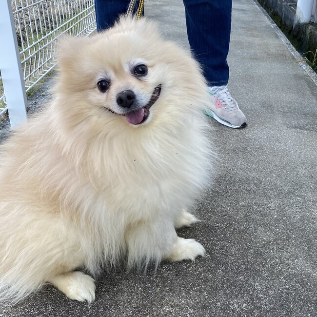 はせまろのカバー写真