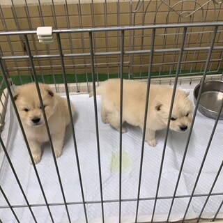 生後１ヶ月～１、５ヶ月。11匹居ます。