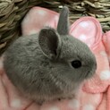 ミニウサギ