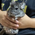 チンチラ(ノーマルカラー)