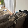 はる&