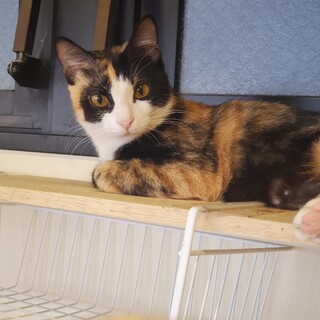 美人ママろーるちゃん♀️