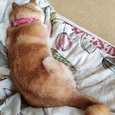 ユズコさん＾＾がんばっててすごいなぁ！そうそう体がどんなでも譲れないことは譲れないよね！今日も元気玉♪送るね♪ﾑﾆﾔﾑﾆｬzzz〜葵。