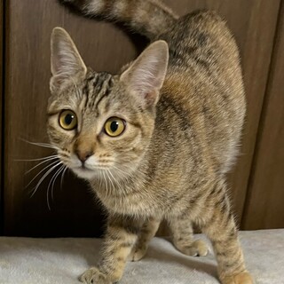 甘えん坊ムギワラ女子♡　りょうこ♀