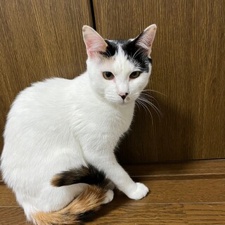 おしとやかな女の子　しずこ♀