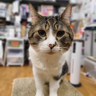 大きなお顔の甘えん坊♡　マイケル♂