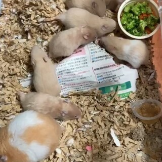 キンクマサテン×クリームパンデッドハムスター