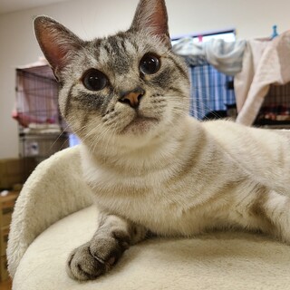 青い瞳の甘えん坊♡　リンカーン♂