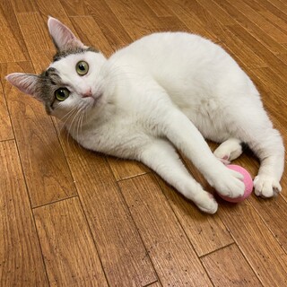 元気いっぱい♪天真爛漫なママ猫　あむ♀