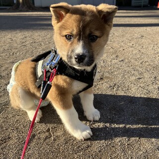 ゆっくり寄り添ってくださる方いませんか？