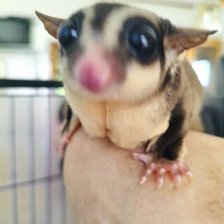 里親様 決まりました。ありがとうございました！