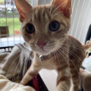 可愛がってくださる方を募集しています