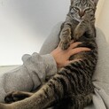 3匹の子猫を保護しました、内2匹は里親決定済みで