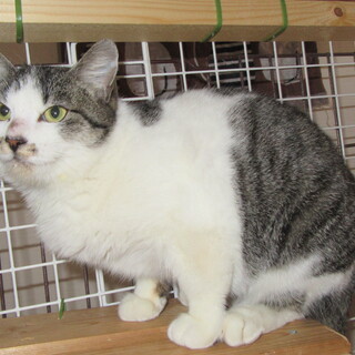 【決定！】イーちゃん　5～6ヵ月位の女の子です！