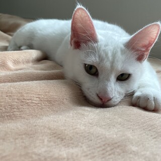 とても甘えん坊な白猫　オス