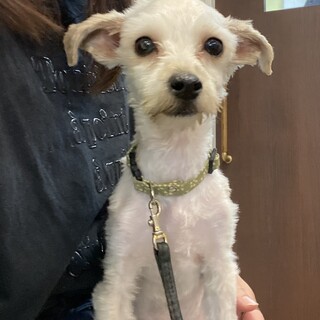 プードルヨーキーミックスのノア君