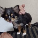 ロングコートチワワ　約4ヶ月半　男の子