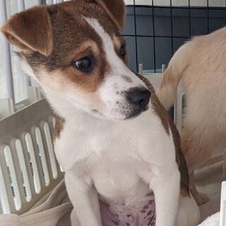 飼育放棄4ヶ月わこちゃん♂@三浦市