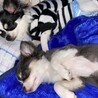 そらちゃんとくうちゃん