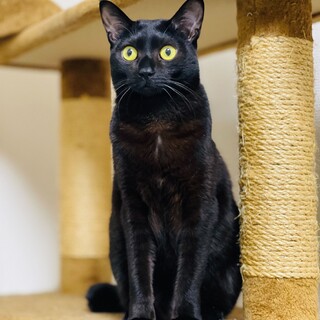 ビビりだけどお茶目な美人猫⭐︎マコ