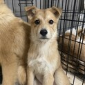 かりんのずっとの家族を探してます。