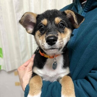 トライカラーの毛色の女の子、キャンティちゃん♪