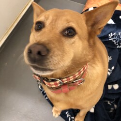 捕獲犬猫の譲渡会 in せとうちドッグパーク