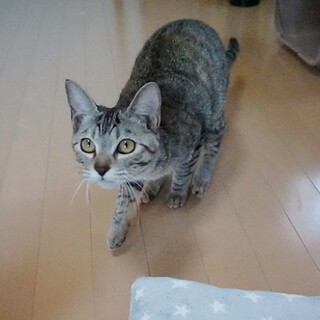 あたちのジャンプを見てね