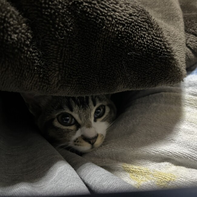 M.だいすけのカバー写真